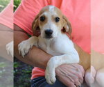 Small #2 Treeing Walker Coonhound Mix