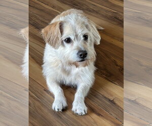 Dachshund-Unknown Mix Dogs for adoption in St. Louis Park, MN, USA