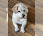 Small Dachshund Mix