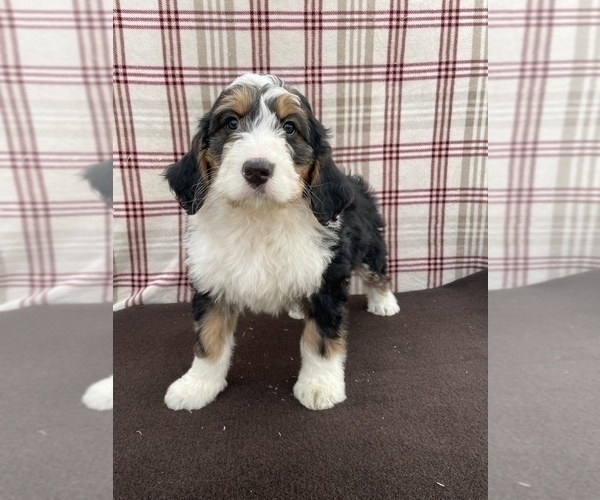 Medium Photo #4 Bernedoodle Puppy For Sale in DUNDEE, OH, USA
