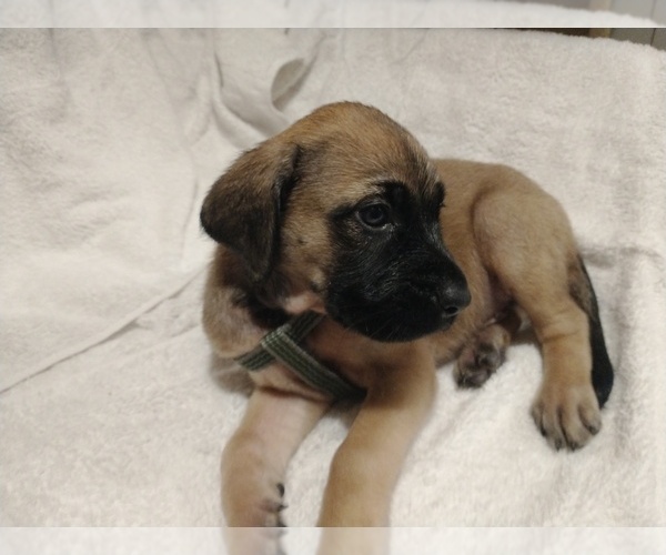 Medium Photo #1 Daniff Puppy For Sale in MARSHALL, AR, USA
