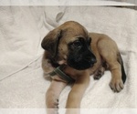 Puppy Green Fawn Daniff