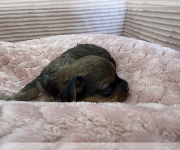 Medium Photo #36 Yorkipoo Puppy For Sale in ARLINGTON, TX, USA