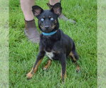 Small #4 Australian Kelpie-Australian Shepherd Mix