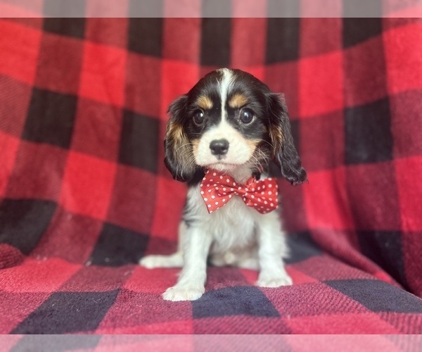 Medium Photo #3 Cavalier King Charles Spaniel Puppy For Sale in LAKELAND, FL, USA