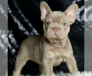 French Bulldog Puppy for sale in WARSAW, IN, USA