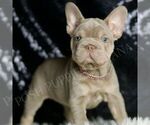 Small French Bulldog