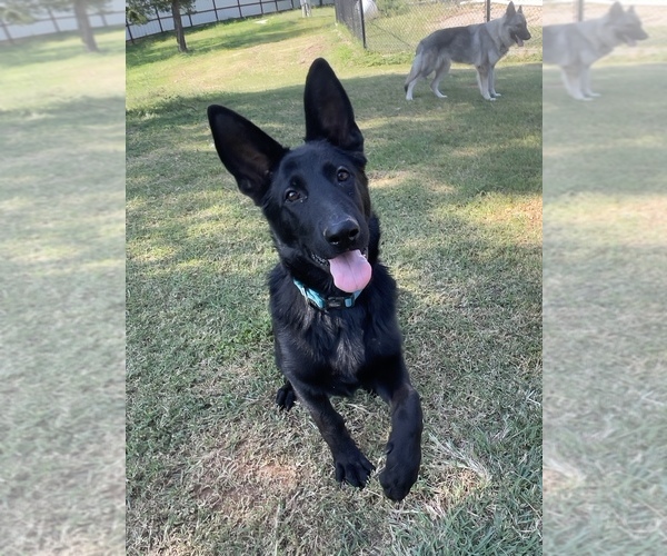 Medium Photo #8 German Shepherd Dog Puppy For Sale in WACO, TX, USA