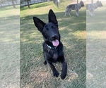 Small #7 German Shepherd Dog