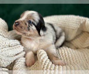 Australian Shepherd Puppy for sale in BOUTON, IA, USA