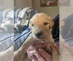 Puppy David Goldendoodle