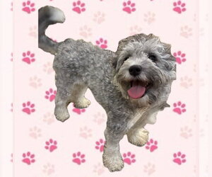 Poovanese Dogs for adoption in Apple Valley, CA, USA
