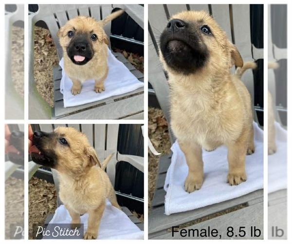 Medium Photo #2 Mutt Puppy For Sale in Royal Palm Beach, FL, USA