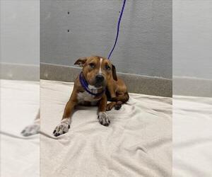 Mutt Dogs for adoption in Las Vegas, NV, USA