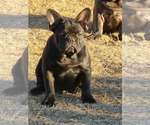 Small Photo #10 French Bulldog Puppy For Sale in EDMOND, OK, USA