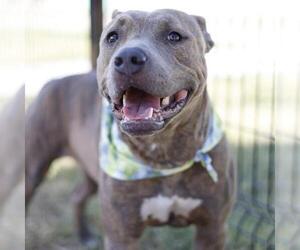 American Staffordshire Terrier-Unknown Mix Dogs for adoption in San Antonio, TX, USA