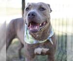 Small American Staffordshire Terrier Mix