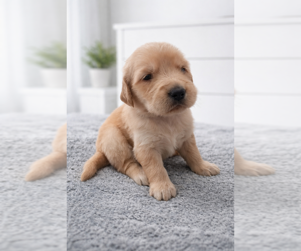 Medium Photo #7 Golden Retriever Puppy For Sale in GROVETOWN, GA, USA