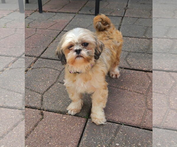 Medium Photo #1 Shih Tzu Puppy For Sale in Sioux Falls, SD, USA