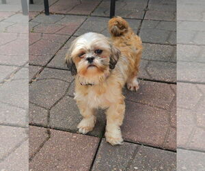 Shih Tzu Dogs for adoption in Sioux Falls, SD, USA