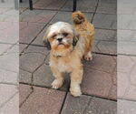Small Shih Tzu