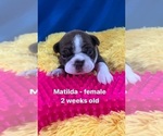 Puppy Matilda Boston Terrier