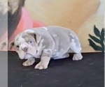 Small #8 English Bulldog