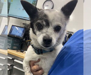 Mutt Dogs for adoption in Chico, CA, USA