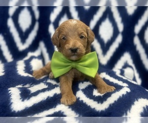 Double Doodle Puppy for sale in LAKELAND, FL, USA