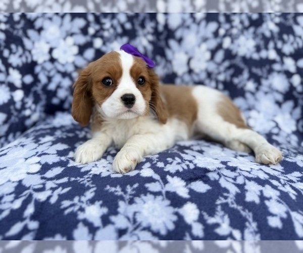Medium Photo #2 Cavalier King Charles Spaniel Puppy For Sale in LAKELAND, FL, USA