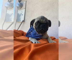 Pug Puppy for sale in RIVERSIDE, CA, USA