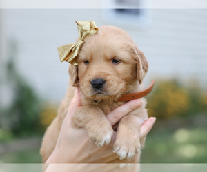 Golden Retriever Puppy for Sale in LIBERTY, Kentucky USA