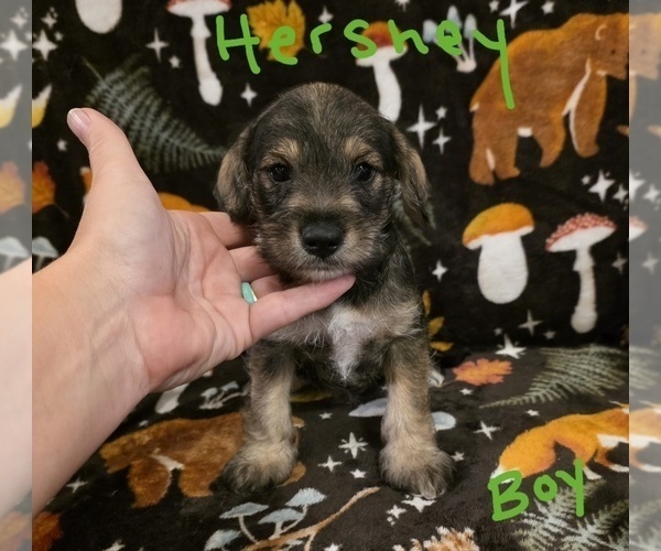 Medium Photo #13 Chizer Puppy For Sale in MONTEZUMA, GA, USA