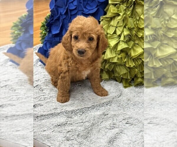 Medium Photo #1 Double Doodle Puppy For Sale in LAGRANGE, GA, USA