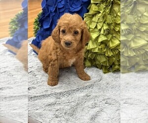 Double Doodle Puppy for sale in LAGRANGE, GA, USA