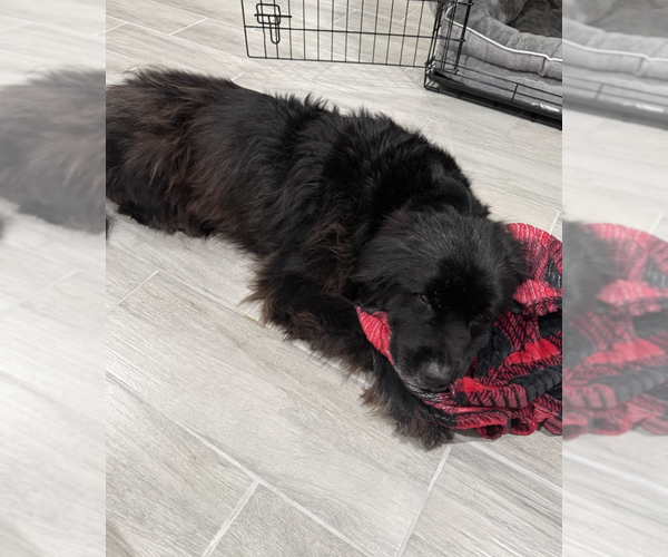 Medium Photo #4 Mutt Puppy For Sale in Brooklyn, NY, USA