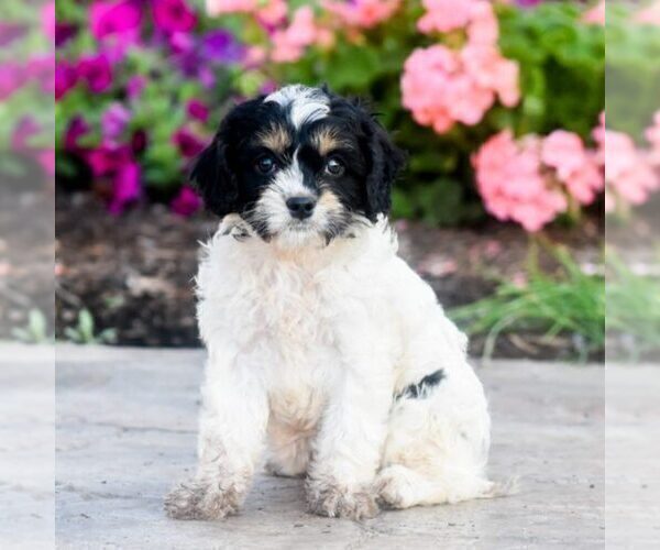 Medium Photo #2 Cavapoo Puppy For Sale in MILLERSBURG, PA, USA