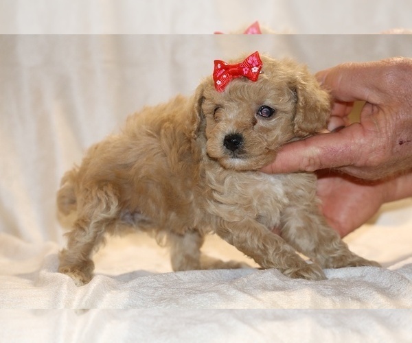 Medium Photo #18 Poodle (Toy) Puppy For Sale in DYERSBURG, TN, USA