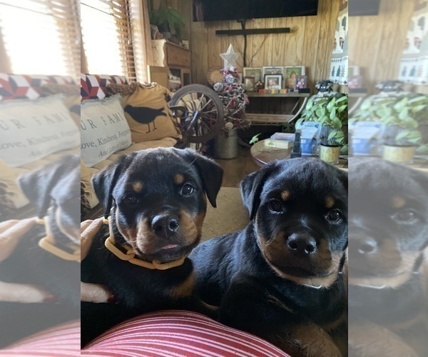 Medium Photo #24 Rottweiler Puppy For Sale in VONORE, TN, USA