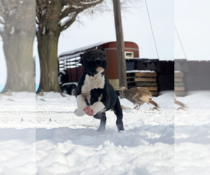 American Staffordshire Terrier Puppy for sale in STOCKBRIDGE, MI, USA
