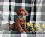 Small Photo #4 Irish Setter Puppy For Sale in BIRD IN HAND, PA, USA