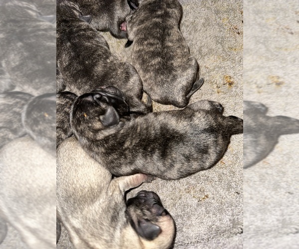 Medium Photo #20 Pug Puppy For Sale in TROY, MO, USA