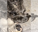 Small #3 Pug