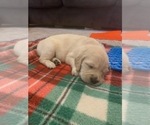 Small Photo #10 Golden Retriever Puppy For Sale in MELISSA, TX, USA