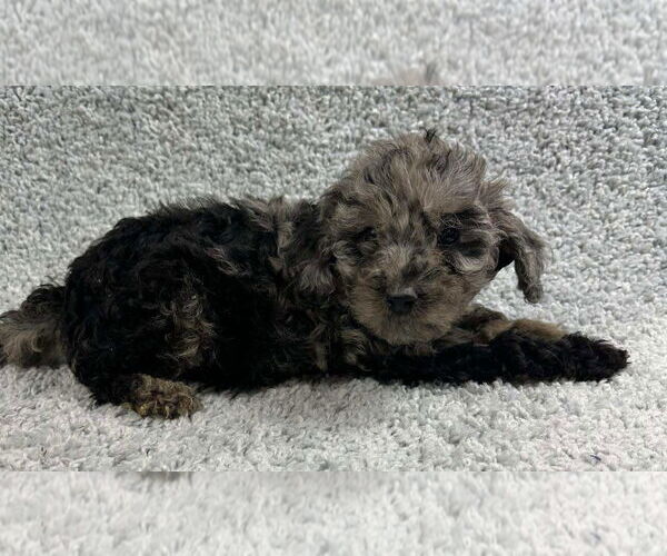 Medium Photo #5 Poodle (Standard)-Unknown Mix Puppy For Sale in Grafton, WI, USA
