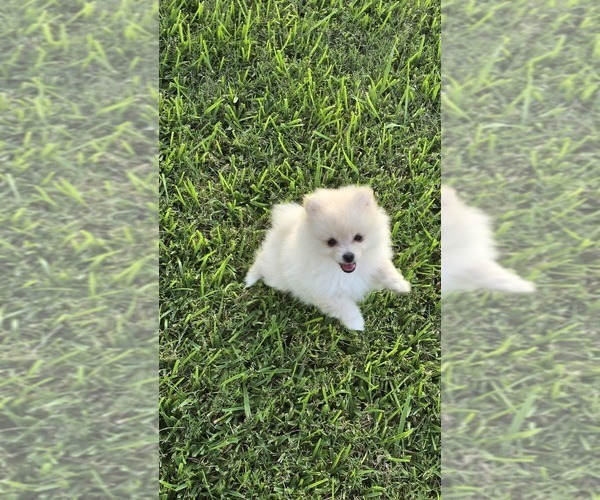 Medium Photo #1 Pomeranian Puppy For Sale in MONTGOMERY, TX, USA