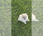 Puppy Echo Pomeranian