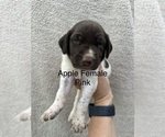 Small #2 German Shorthaired Pointer