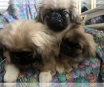 Small Pekingese
