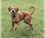 Small #2 Coonhound Mix